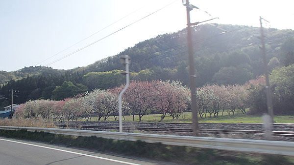 桜の花も見頃を迎え綺麗でした